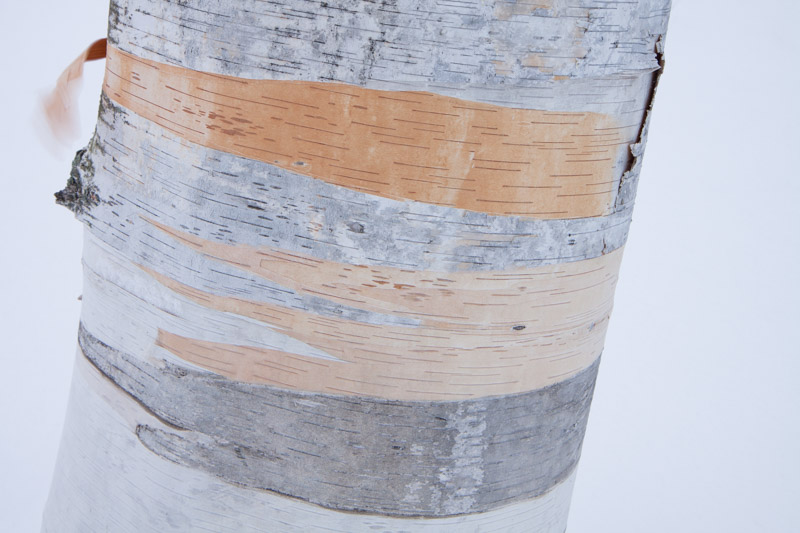 white birch-5485