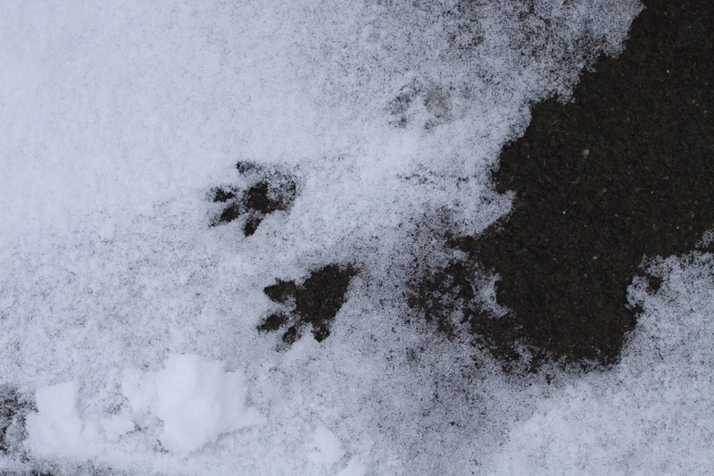 tracks in the driveway-5618