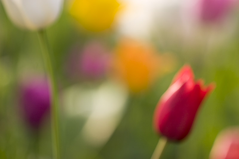 tulips-7563