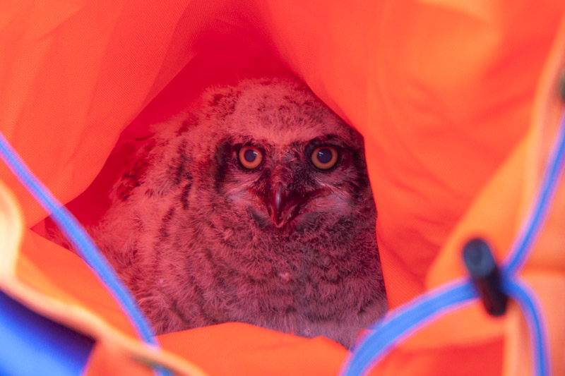 baby-great-horned-owl-3372