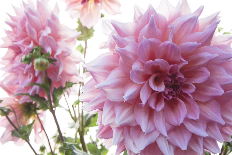 giant-dahlias-7873