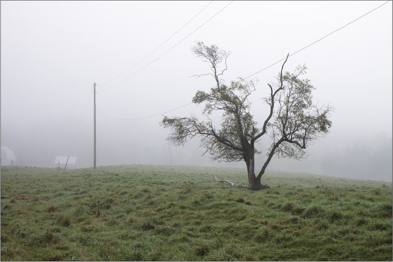 apple-tree-south-wheelock-b